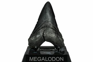 Fossil Megalodon Tooth - South Carolina #332065