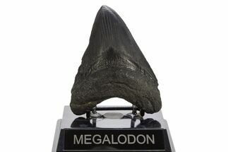 Fossil Megalodon Tooth - South Carolina #332071