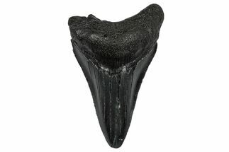 Serrated, Juvenile Megalodon Tooth - South Carolina #332171