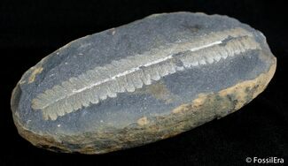 Inch Mazon Creek Fern Fossil #2874