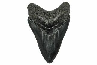 Serrated, Fossil Megalodon Tooth - South Carolina #332217