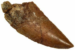 Serrated Raptor Tooth - Real Dinosaur Tooth #332271