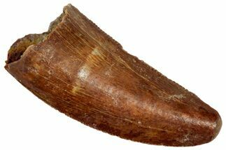 Serrated Raptor Tooth - Feeding Worn Tip #332274
