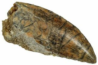 Serrated Raptor Tooth - Real Dinosaur Tooth #332276