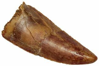 Serrated Raptor Tooth - Real Dinosaur Tooth #332280
