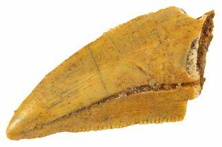 Serrated Raptor Tooth - Real Dinosaur Tooth #332148
