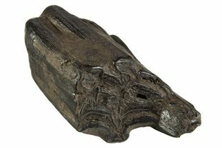 Pleistocene Aged Fossil Horse Tooth - South Carolina #332358