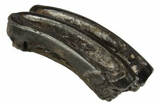 Pleistocene Aged Fossil Horse Tooth - South Carolina #332360