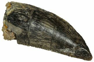 Serrated Raptor Tooth - Real Dinosaur Tooth #332211
