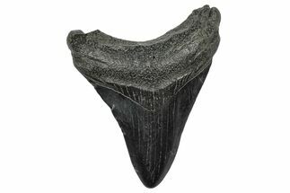 Fossil Megalodon Tooth - South Carolina #332227
