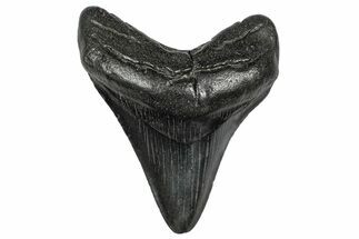 Fossil Megalodon Tooth - South Carolina #332228