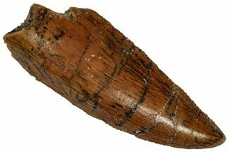 Serrated, Raptor Premaxillary Tooth - Real Dinosaur Tooth #332236