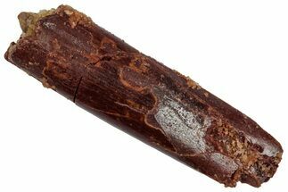 Fossil Sauropod Dinosaur (Rebbachisaurus) Tooth - Morocco #332458