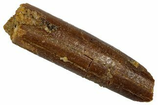 Fossil Sauropod Dinosaur (Rebbachisaurus) Tooth - Morocco #332462