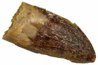 Fossil Sauropod Dinosaur (Titanosaur) Tooth - Morocco #332483