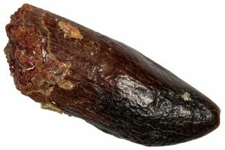Fossil Sauropod Dinosaur (Titanosaur) Tooth - Morocco #332484