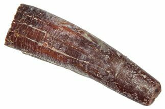 Bargain, Fossil Pterosaur (Siroccopteryx) Tooth - Morocco #332547