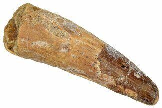 Fossil Spinosaurus Tooth - Real Dinosaur Tooth #332666