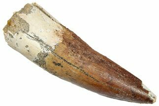 Fossil Spinosaurus Tooth - Real Dinosaur Tooth #332685