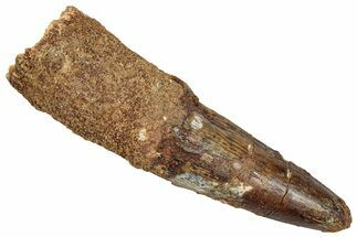 Fossil Spinosaurus Tooth - Real Dinosaur Tooth #332688