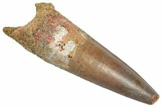 Fossil Spinosaurus Tooth - Unique Enamel Preservation #332699