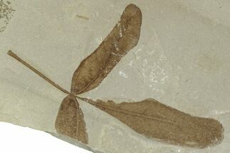 Eocene Fossil Balloon Vine (Cardiospermum) Leaf - Utah #331913