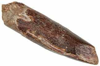 Fossil Sauropod Dinosaur (Titanosaur) Tooth - Morocco #332512