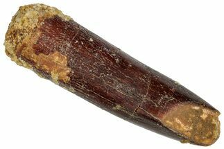 Large, Fossil Sauropod Dinosaur (Titanosaur) Tooth - Morocco #332515