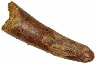 Fossil Pterosaur (Siroccopteryx) Tooth - Morocco #332535