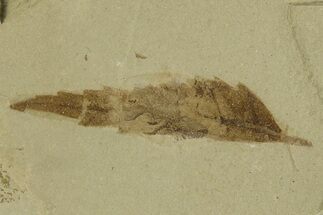 Fossil Sumac (Rhus) Leaf & Fly - Green River Formation, Utah #331856