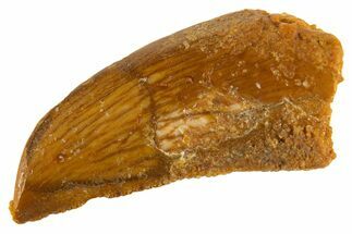 Bargain Raptor Tooth - Feeding Worn Tip #332441