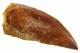 Serrated Raptor Tooth - Real Dinosaur Tooth #332447