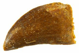 Serrated Raptor Tooth - Real Dinosaur Tooth #332449