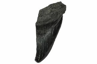 Partial Fossil Megalodon Tooth - Serrated edge #331556