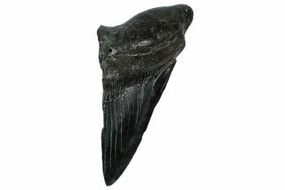 Partial Fossil Megalodon Tooth - South Carolina #331573