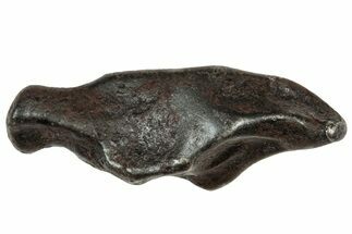 Fusion Crusted Sikhote-Alin Iron Meteorite ( g) - Russia #333111