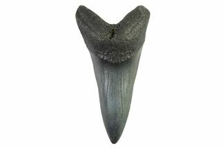 Fossil White Shark Tooth - South Carolina #332411