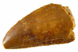 Bargain Raptor Tooth - Real Dinosaur Tooth #332650