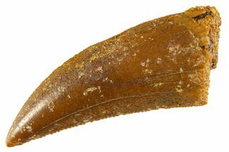Serrated Raptor Tooth - Real Dinosaur Tooth #332652