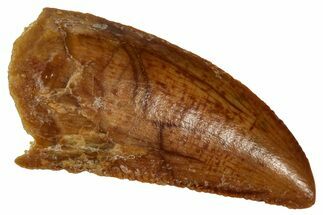 Serrated Raptor Tooth - Real Dinosaur Tooth #333326