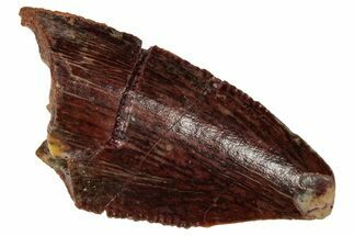 Serrated Raptor Tooth - Feeding Worn Tip #333327