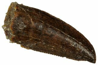 Serrated Raptor Tooth - Feeding Worn Tip #333329