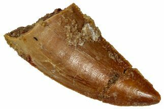 Bargain Raptor Tooth - Real Dinosaur Tooth #333355