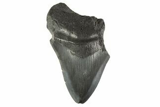 Partial Fossil Megalodon Tooth - South Carolina #332309