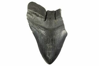 Partial Fossil Megalodon Tooth - South Carolina #332310