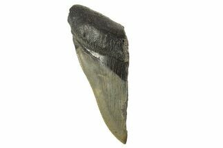 Partial Fossil Megalodon Tooth - Serrated Blade #332325