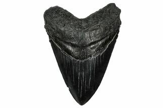 Serrated, Fossil Megalodon Tooth - South Carolina #333636