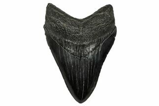 Serrated, Fossil Megalodon Tooth - South Carolina #333637