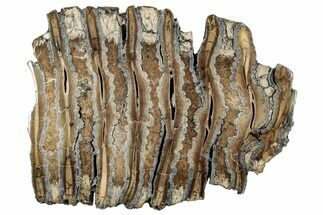 Polished Mammoth Molar Slice - South Carolina #333754