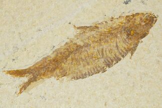 Detailed Fossil Fish (Knightia) - Wyoming #333699